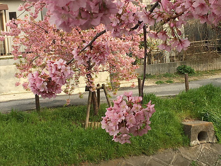 坂川の河津桜